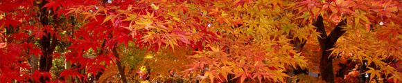 京都の画像